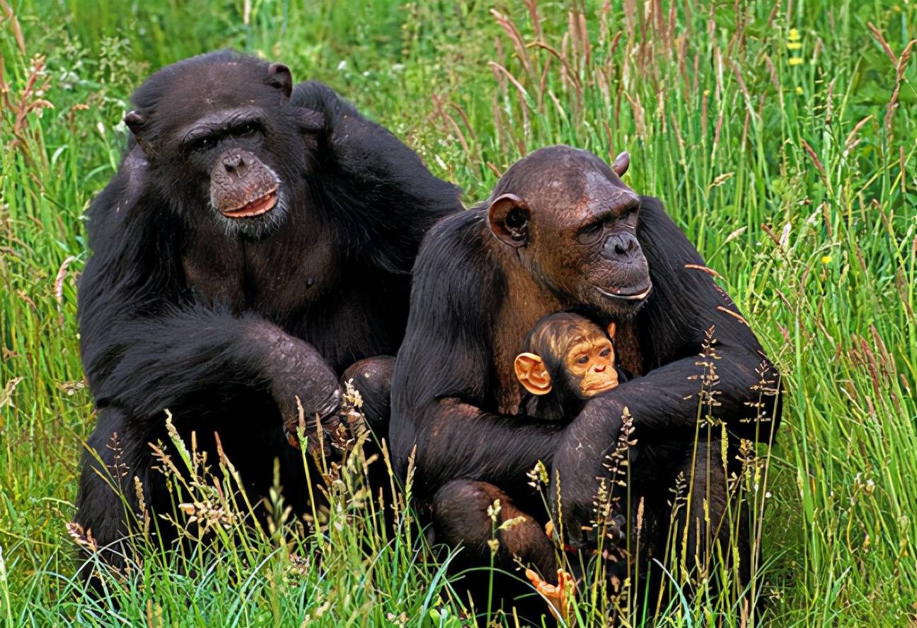 为什么头发卷眉毛直,头发自然卷毛怎么自己长直发