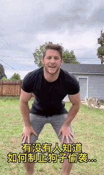 宠物店正在放饭泰迪激动跳舞,宠物店分饭泰迪跳舞