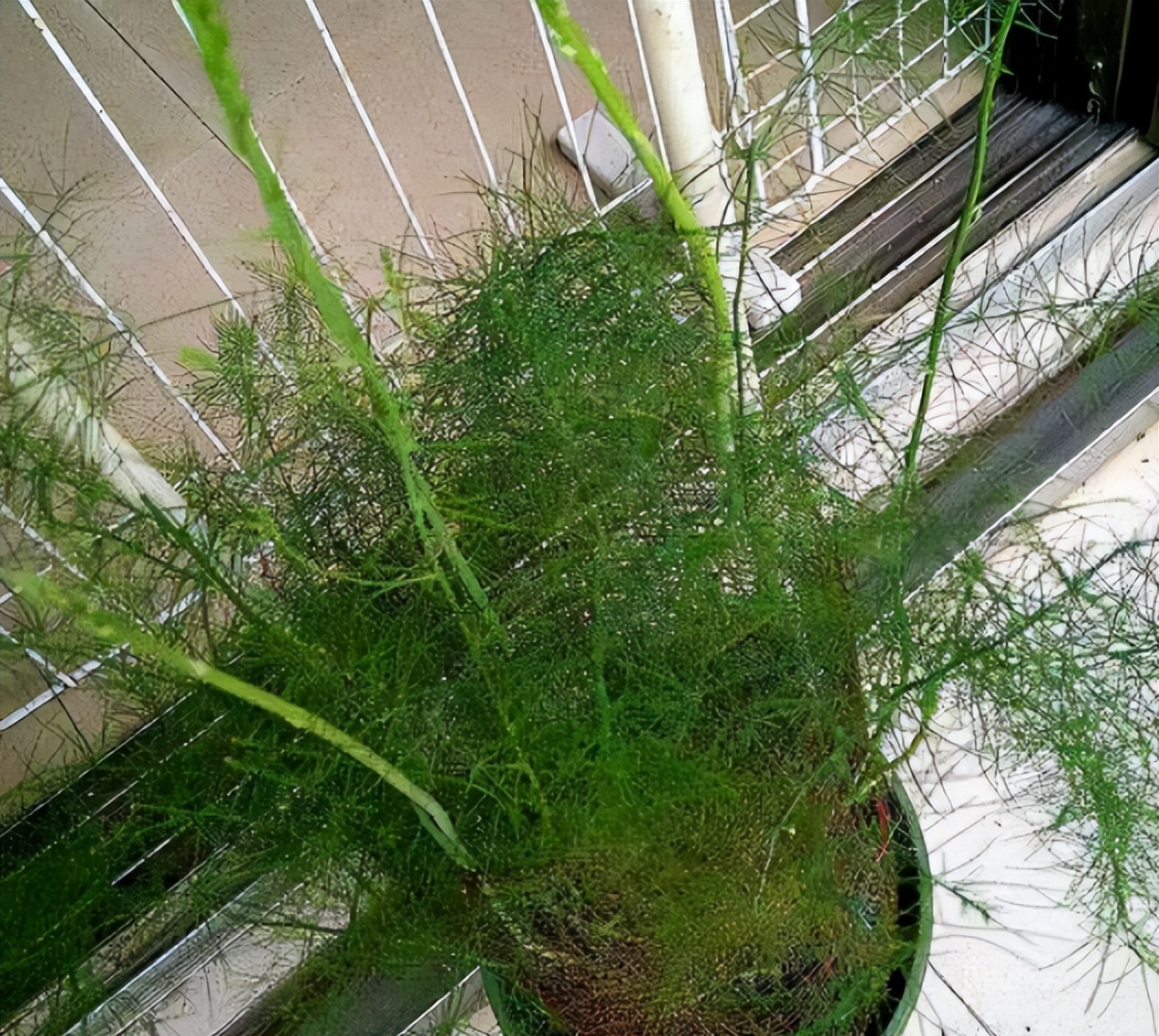 阳台种芦笋怎么养才能长得快,阳台适合栽什么样的芦笋