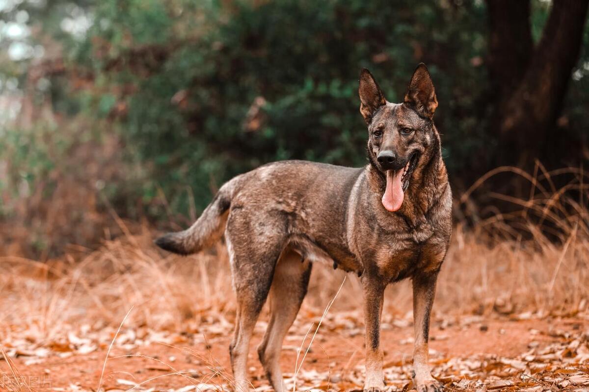 12种超稀有的狗狗品种,哪个品种的狗狗又好养又乖巧懂事
