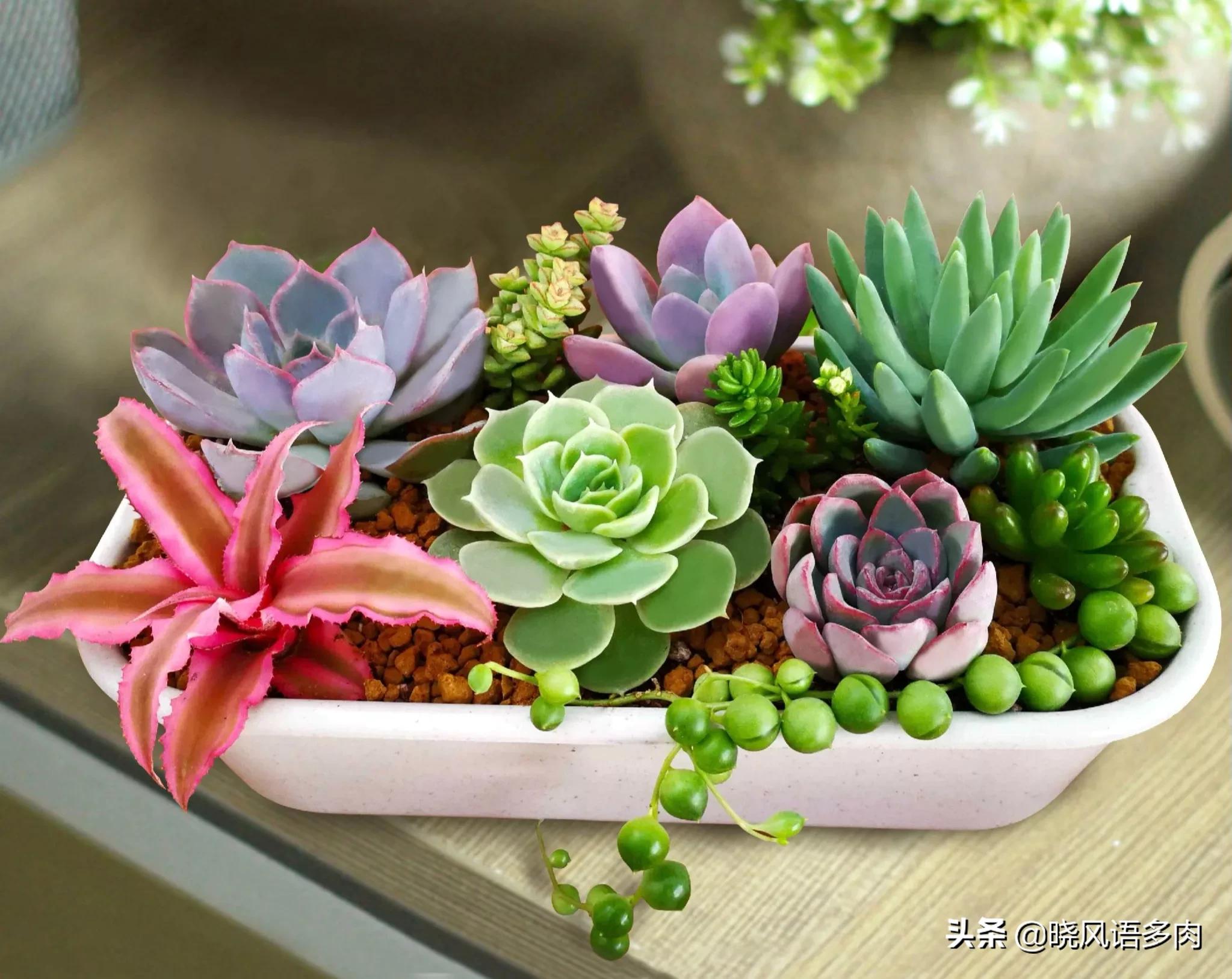 多肉晒太阳技巧,多肉小苗春天可以全天晒太阳吗