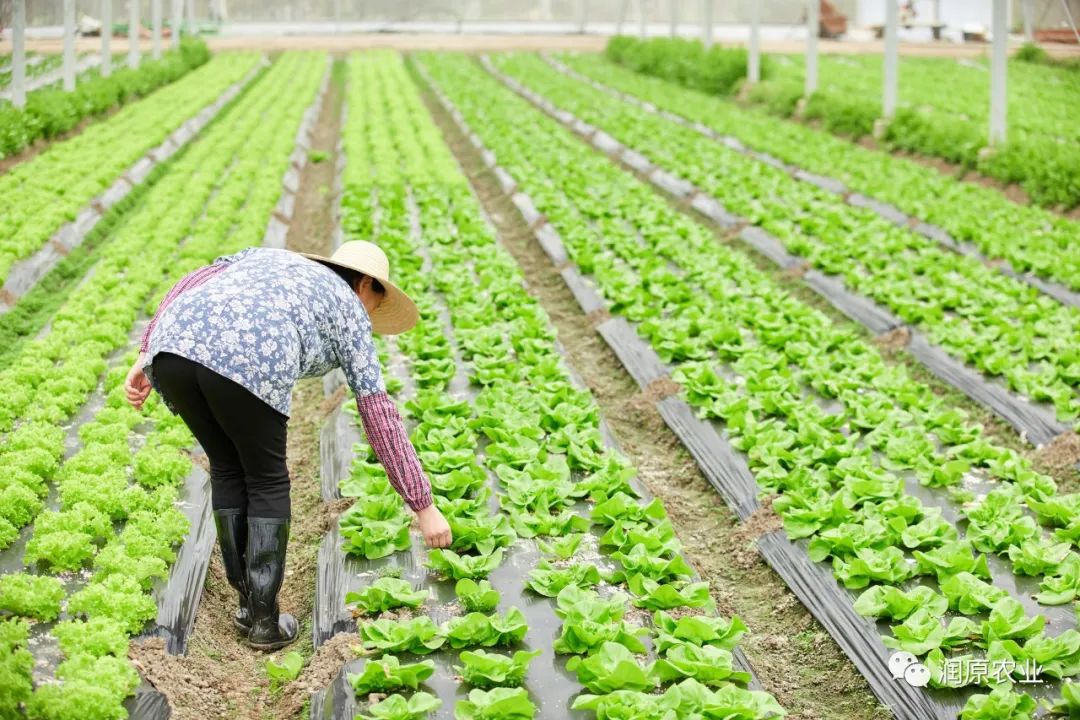 把握好重要环节推动农业绿色发展,坚决推进农业农村绿色发展