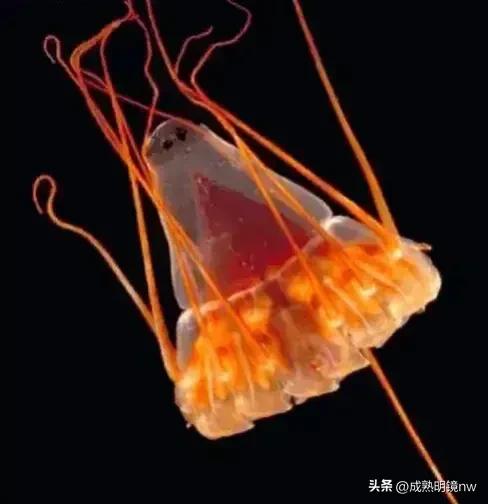 奇怪又美丽的水母,透明漂亮的水母