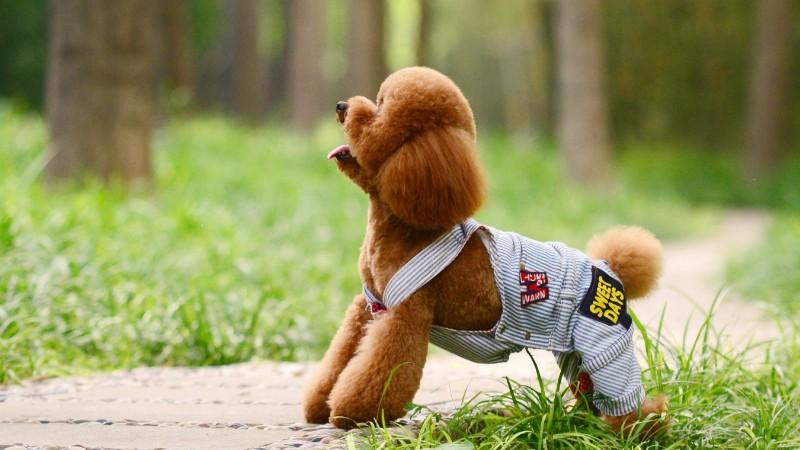 最爱吃醋的小奶狗,最爱吃醋狗狗