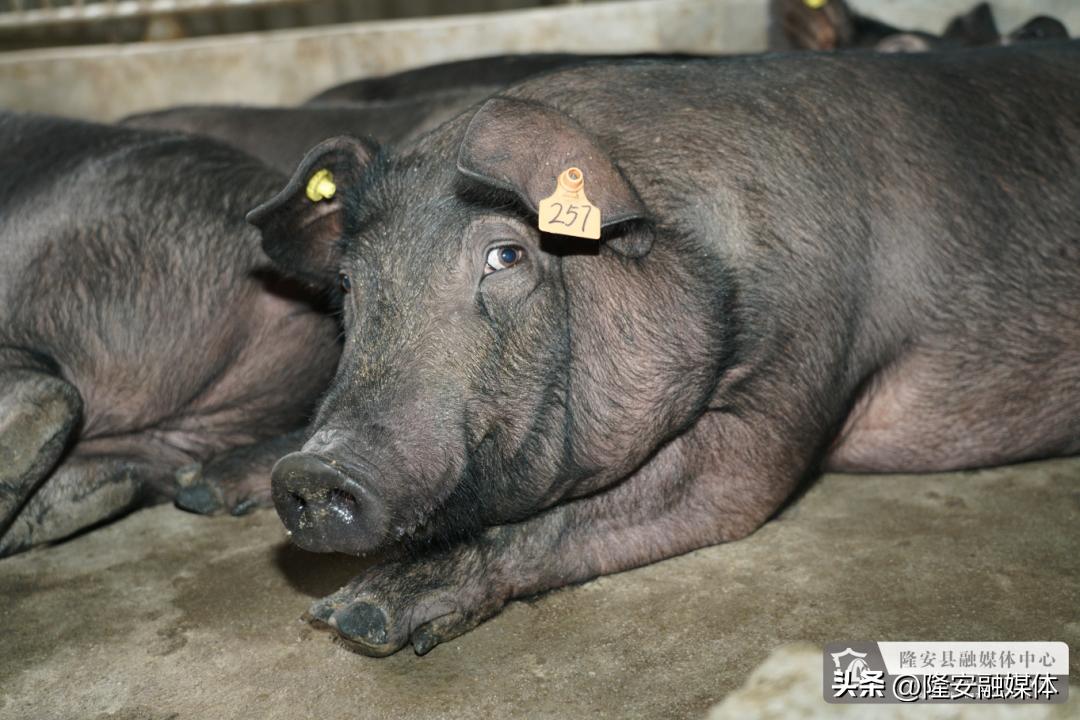 隆安都结村,隆安县都结村