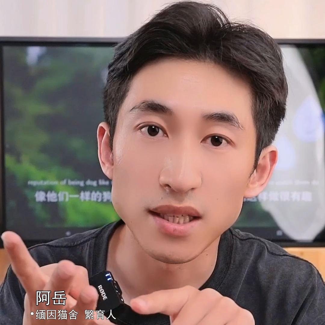 养一只缅因猫要准备什么,解答缅因猫