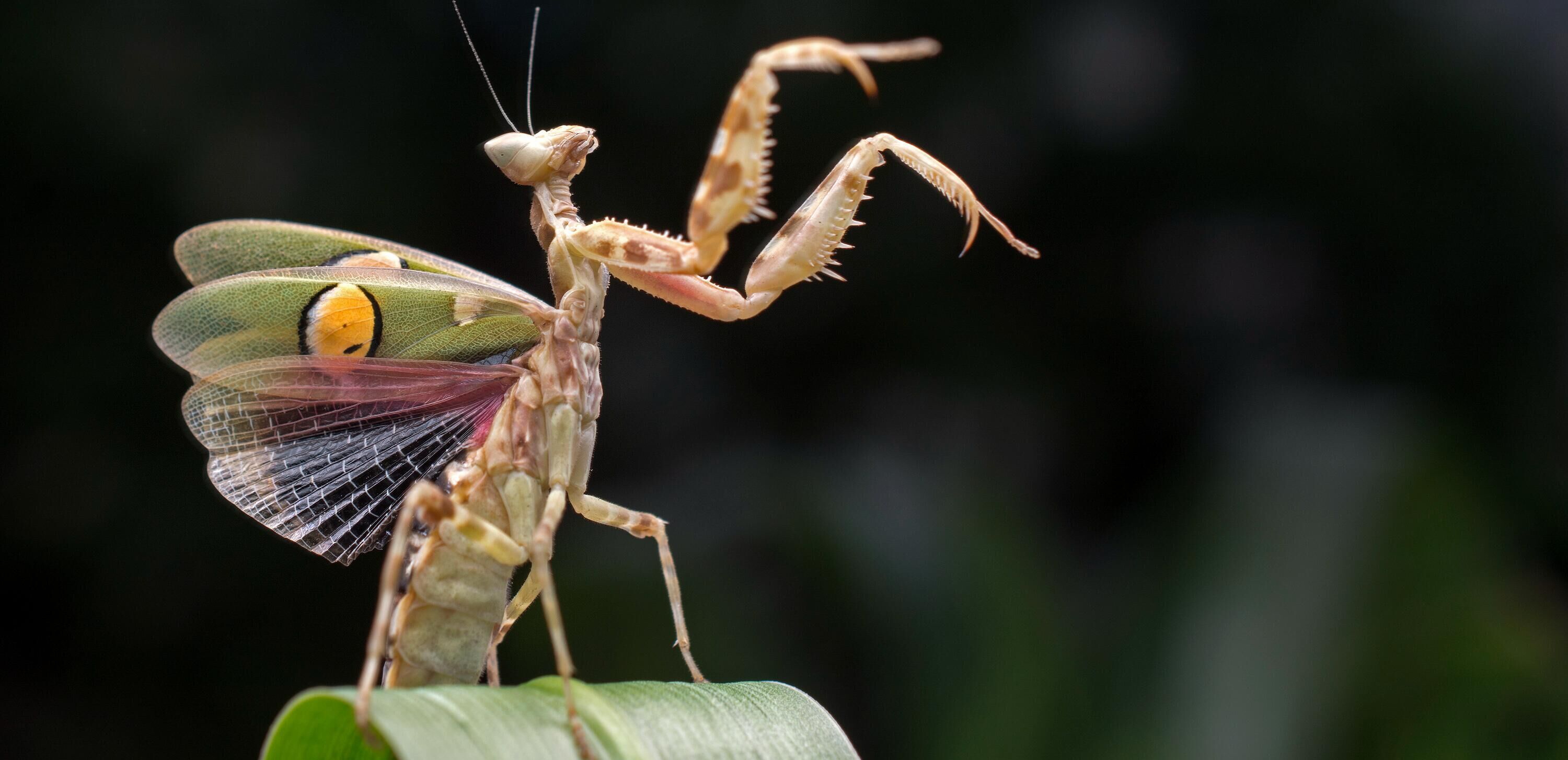 七星瓢虫是昆虫还是益虫图文并茂,为啥七星瓢虫是益虫其他星不是