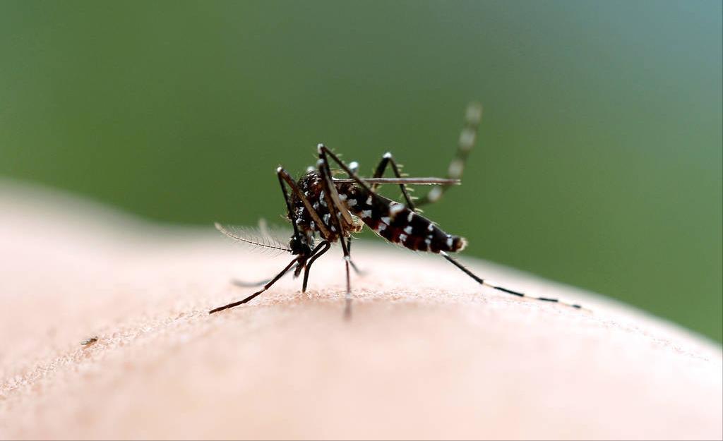 为何烦人的蚊子今年没往年多？三个原因