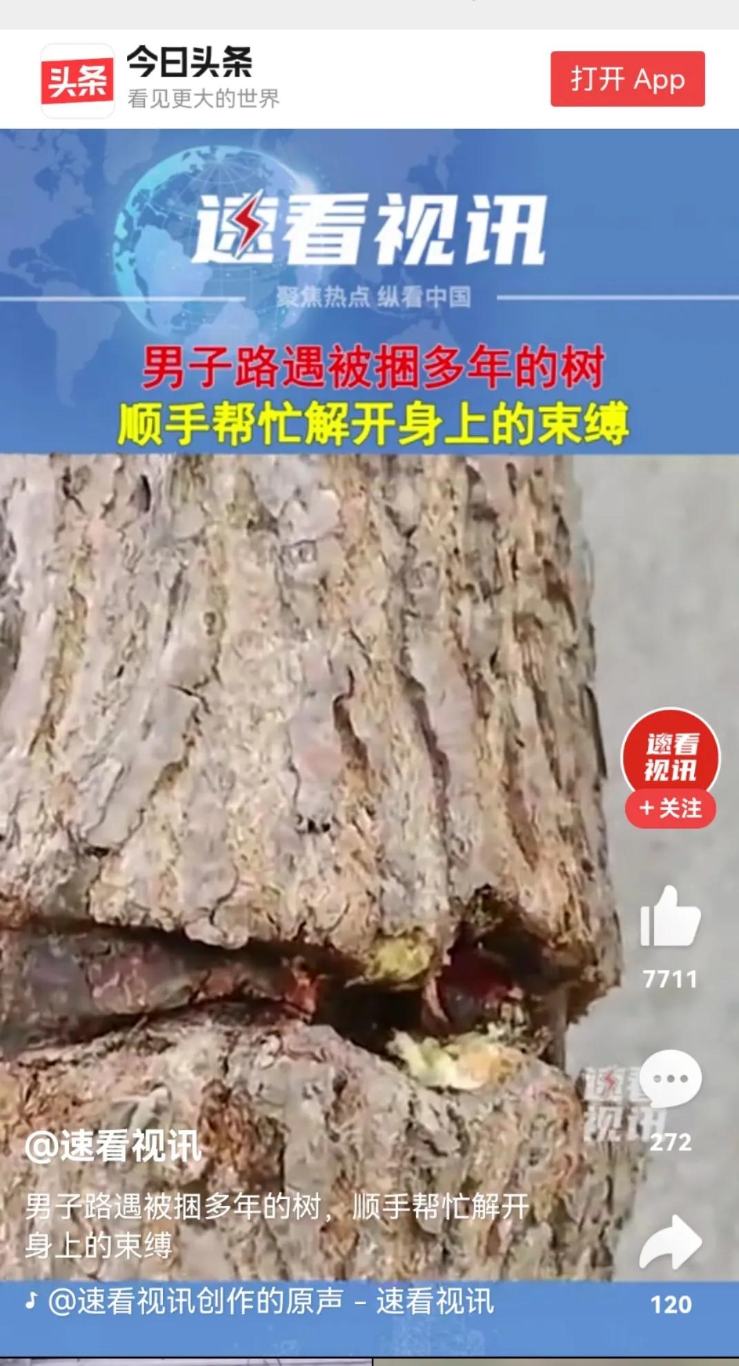 那棵树，看着就让人心疼