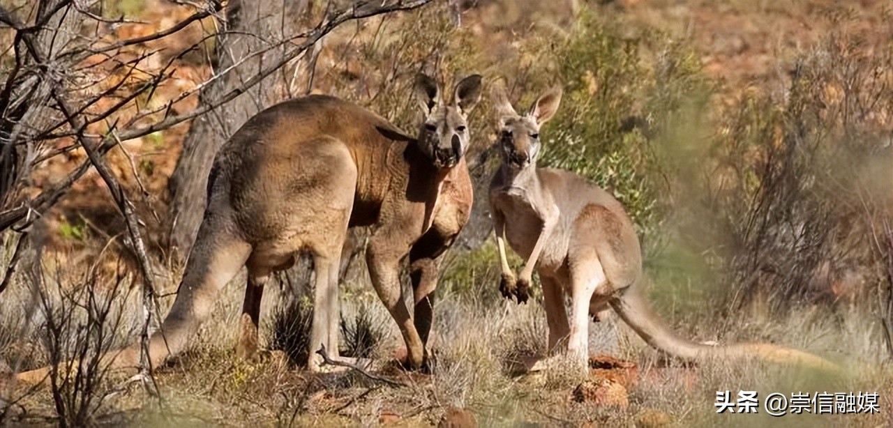 独行月球袋鼠踢沈腾露肚子片段,独行月球沈腾被袋鼠踢飞露肚子