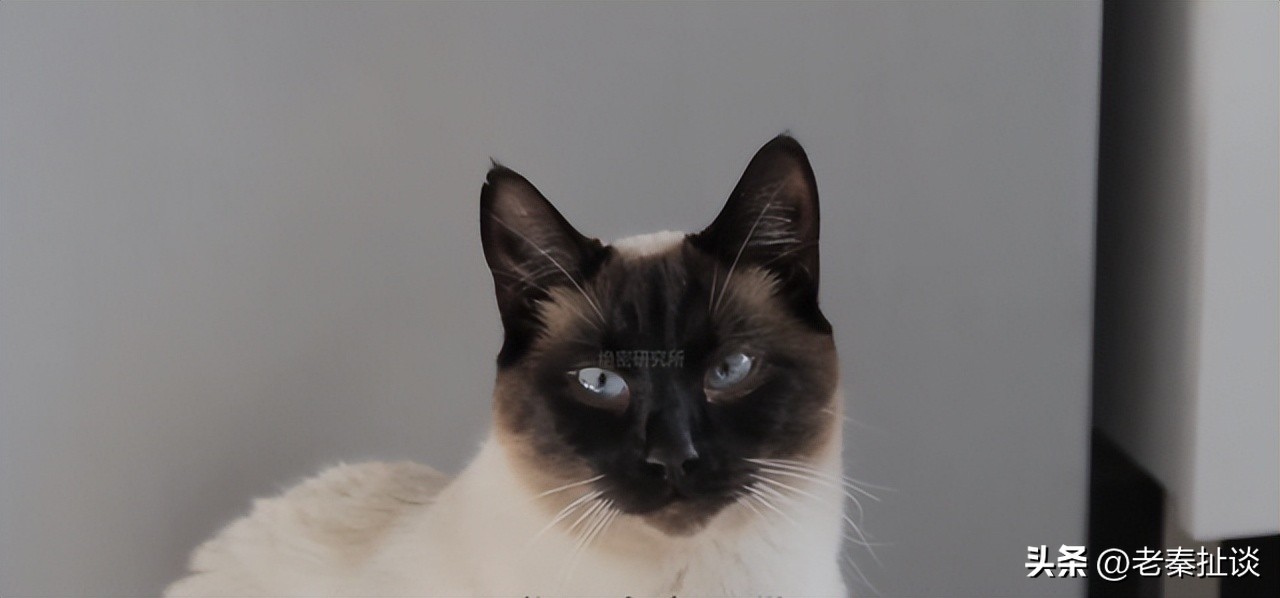 世界上最便宜的猫是什么品种,世界贵的10种猫的排名