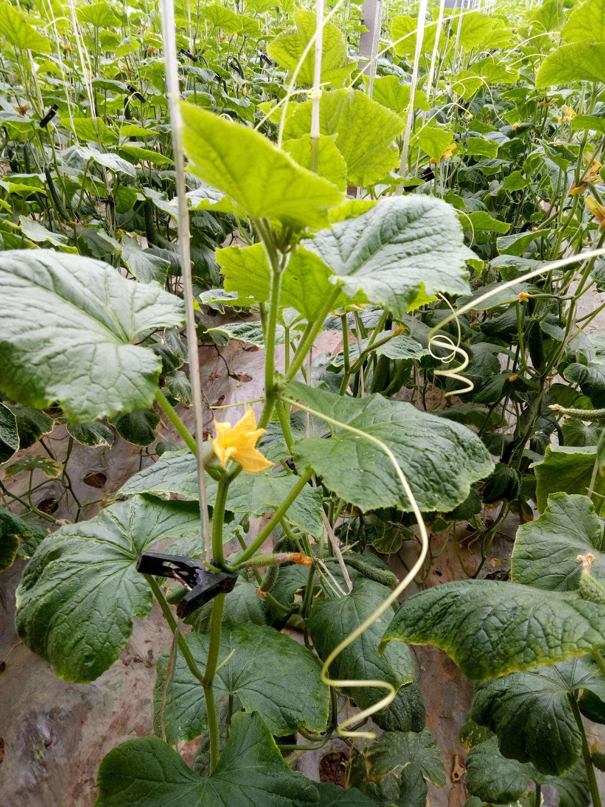 黄瓜怎么光长秧不接瓜呀,黄瓜秧怎么管理才结瓜多