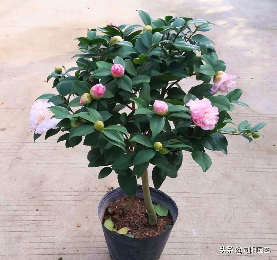 养茉莉，山茶，栀子，用沙土养，白醋水浇灌，更容易开花