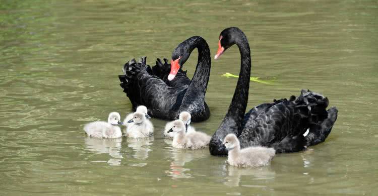 广州长隆熊猫酒店蝴蝶谷,广州长隆熊猫主题酒店五一