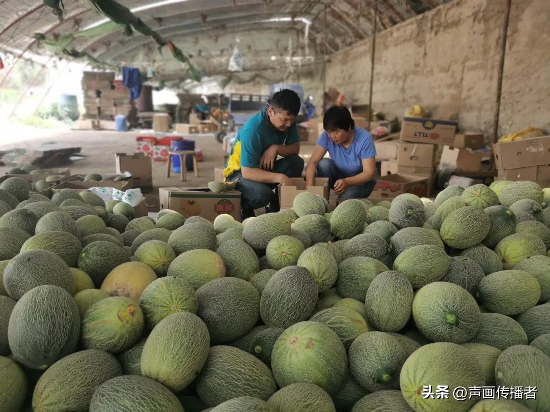 稳就业促增收为乡村振兴添动力,小小吊瓜成群众致富金瓜