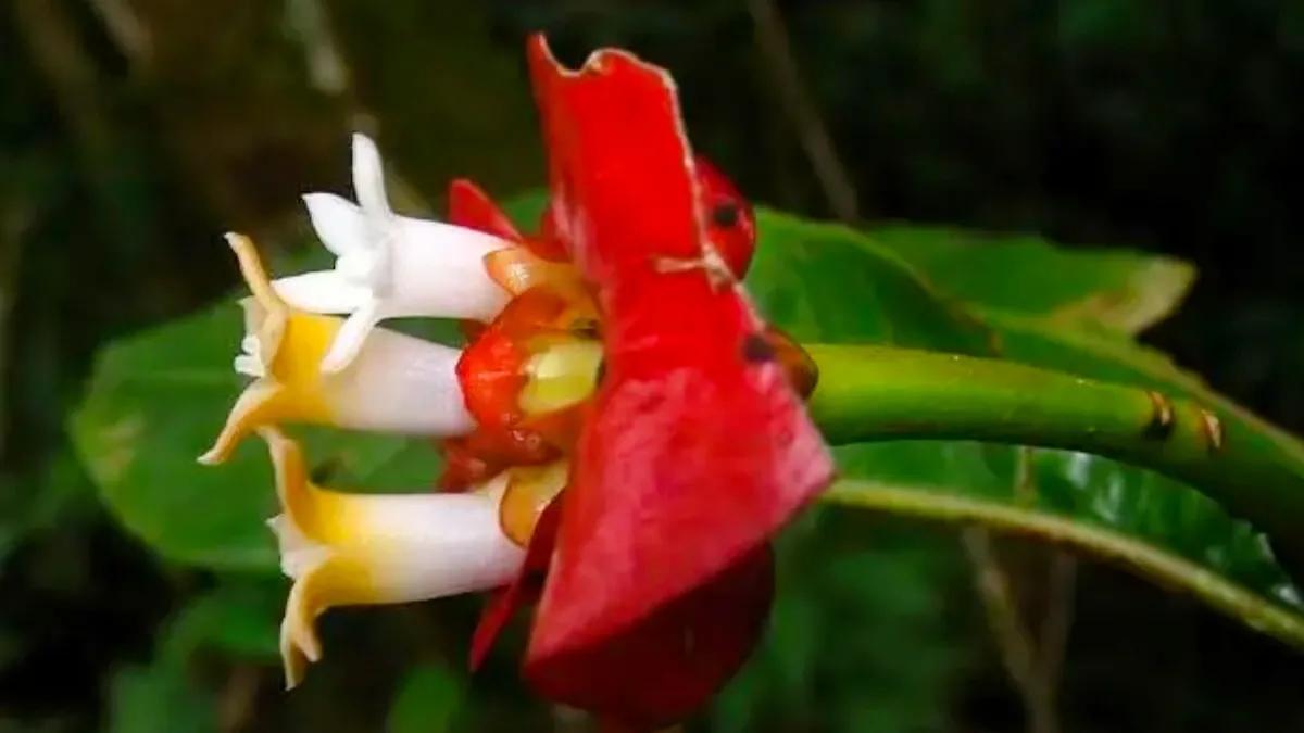 长得比较奇葩的植物,植物界奇葩的几种植物