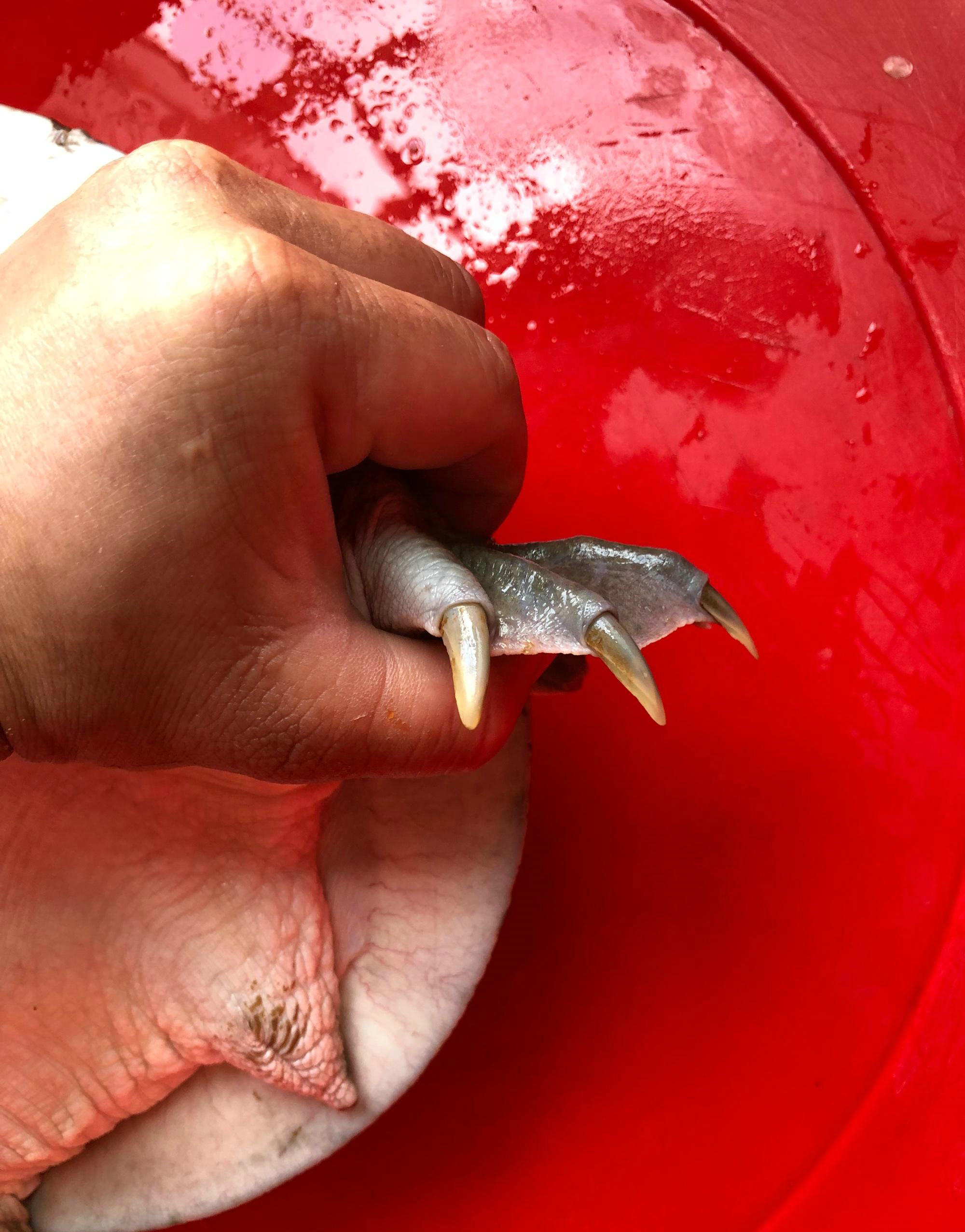 广东钓友半夜逮了只十多斤“老鳖”，鱼贩：260卖不卖？