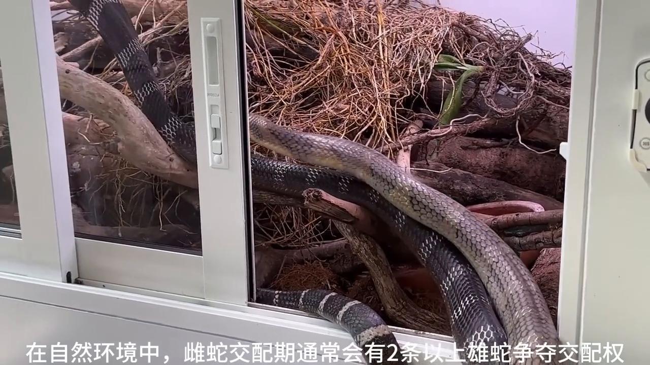 爬宠毒蛇眼镜王蛇,爬宠眼镜王蛇