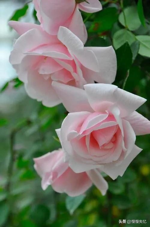 月季花诗句十首,关于月季花的诗句古诗词