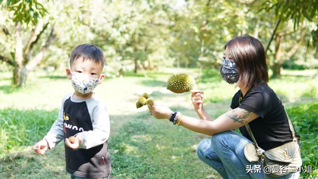 榴莲园带你看越南最美的榴莲,去泰国榴莲园里摘榴莲