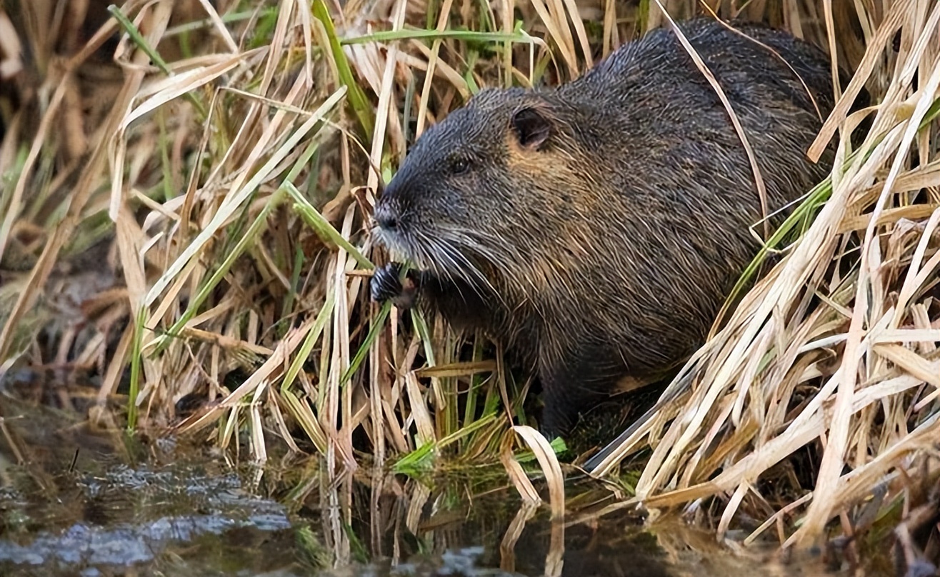 国内惊现巨型老鼠,上海巨型老鼠