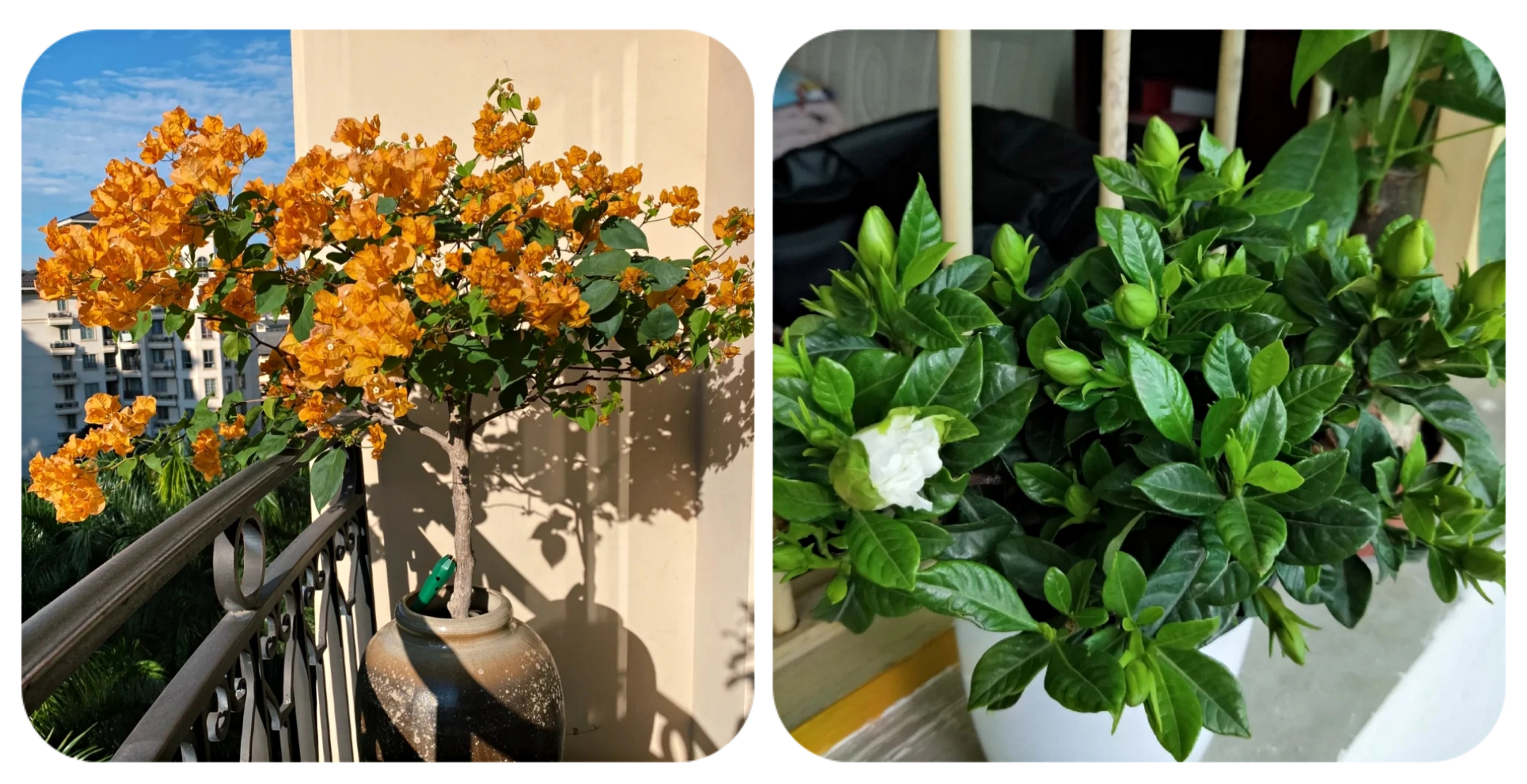 阳台上可以种什么蔬果,阳台上适合种的蔬果