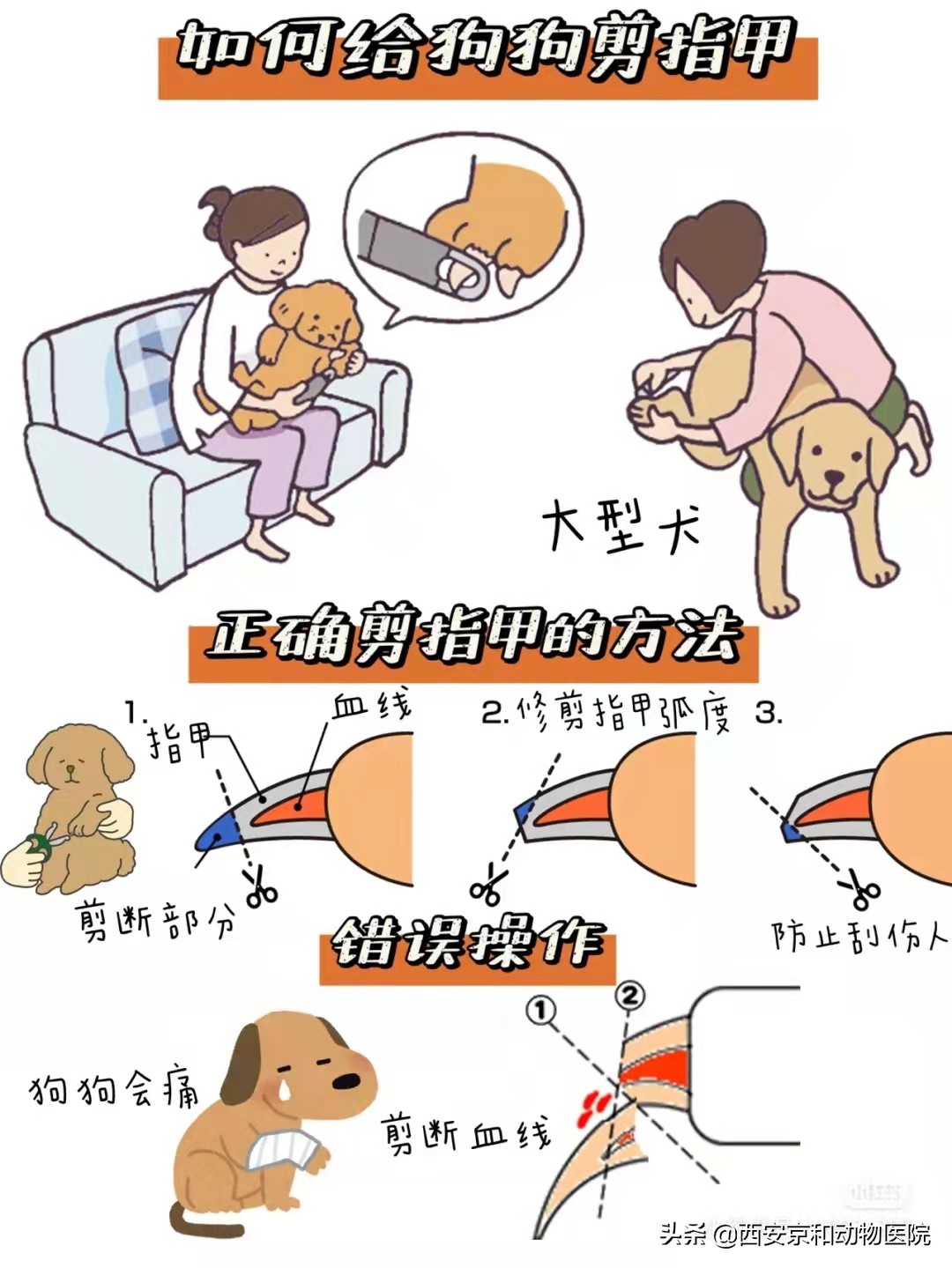 狗狗洗澡流程家庭版,狗狗洗澡全过程宠物店