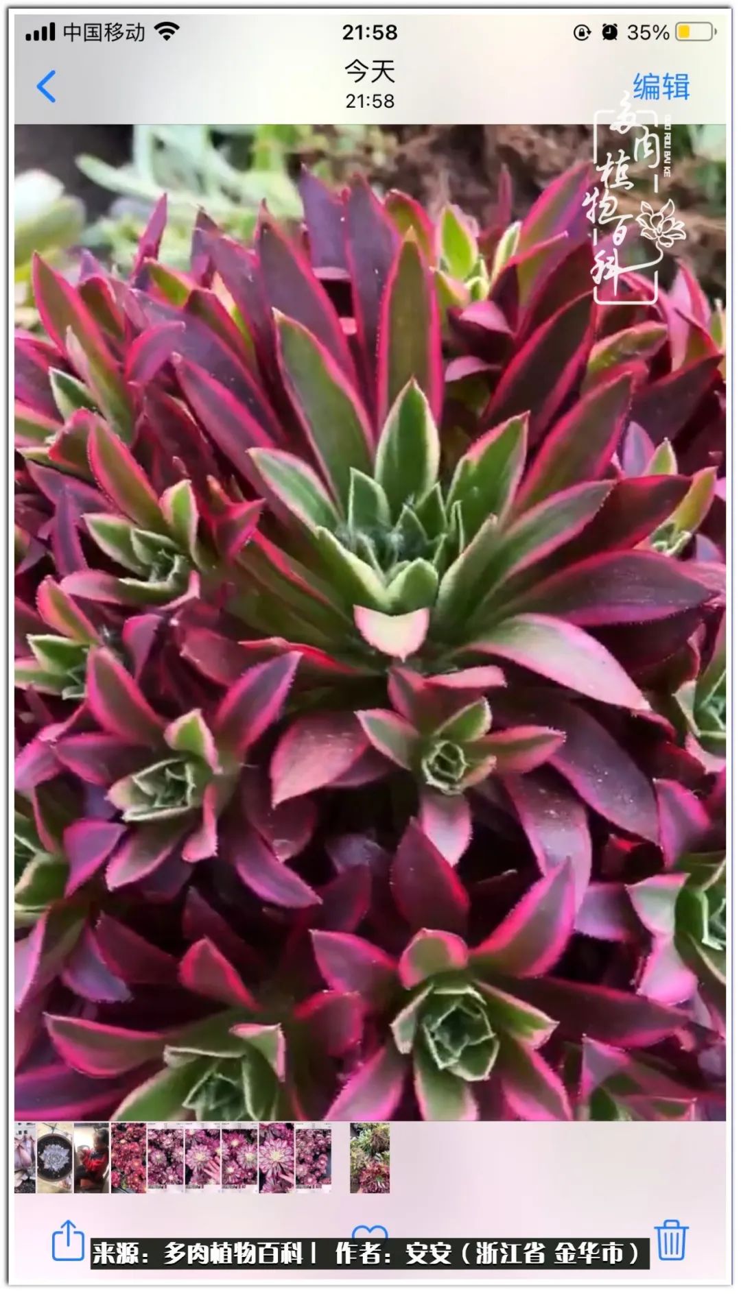 多肉法师花卉品种大全,多肉法师为什么叫法师