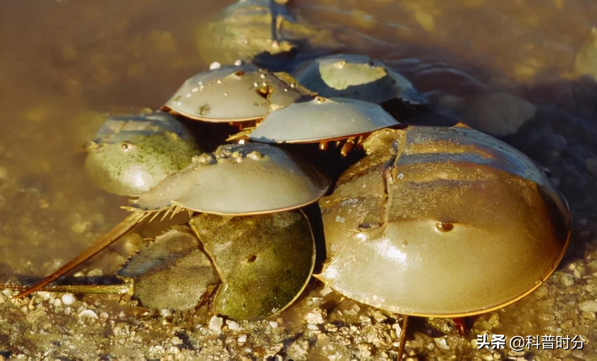 4亿多年蓝色血液引人类陷入绝境,4亿岁生物被疯狂抽血