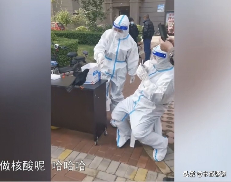 一只八哥飞来“插队”核检,一只八哥飞来插队