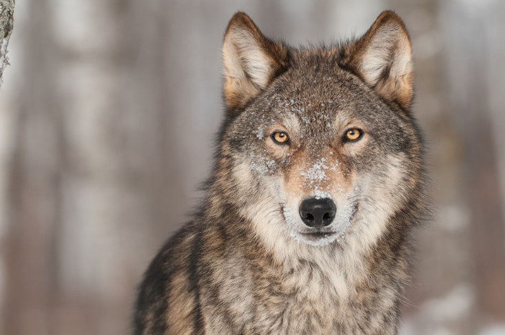 1962年，全村闹饥荒，狼群每天给老人送肉，狼会报恩一点不假