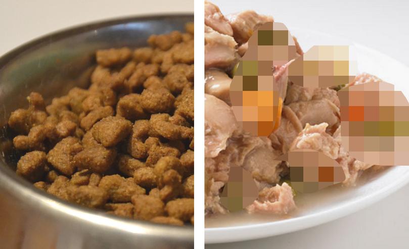 狗狗厌食挑食怎么办,狗狗厌食怎么办吃了东西就吐