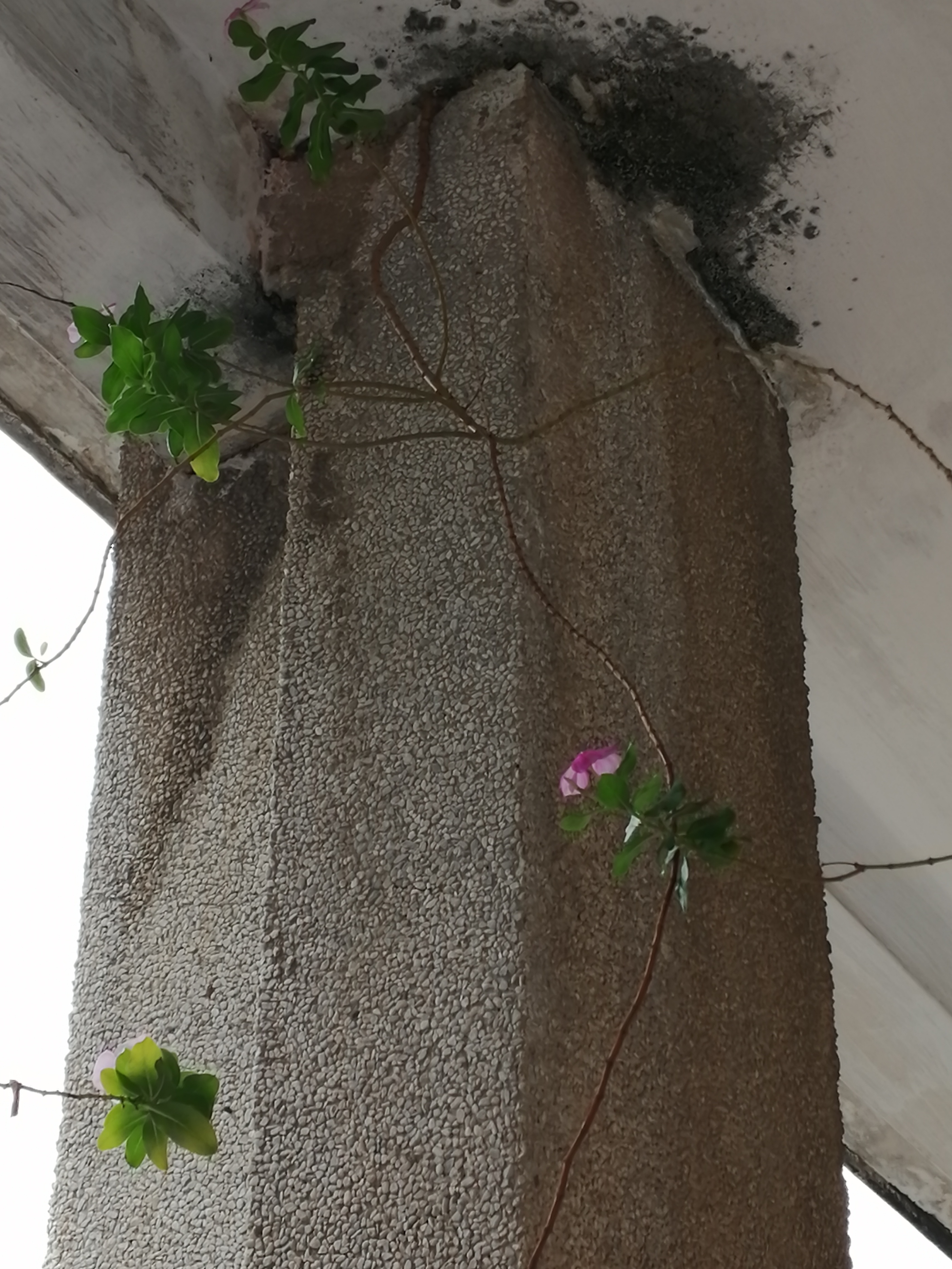 猪坚强能有多坚强,猪坚强我们凭什么不坚强