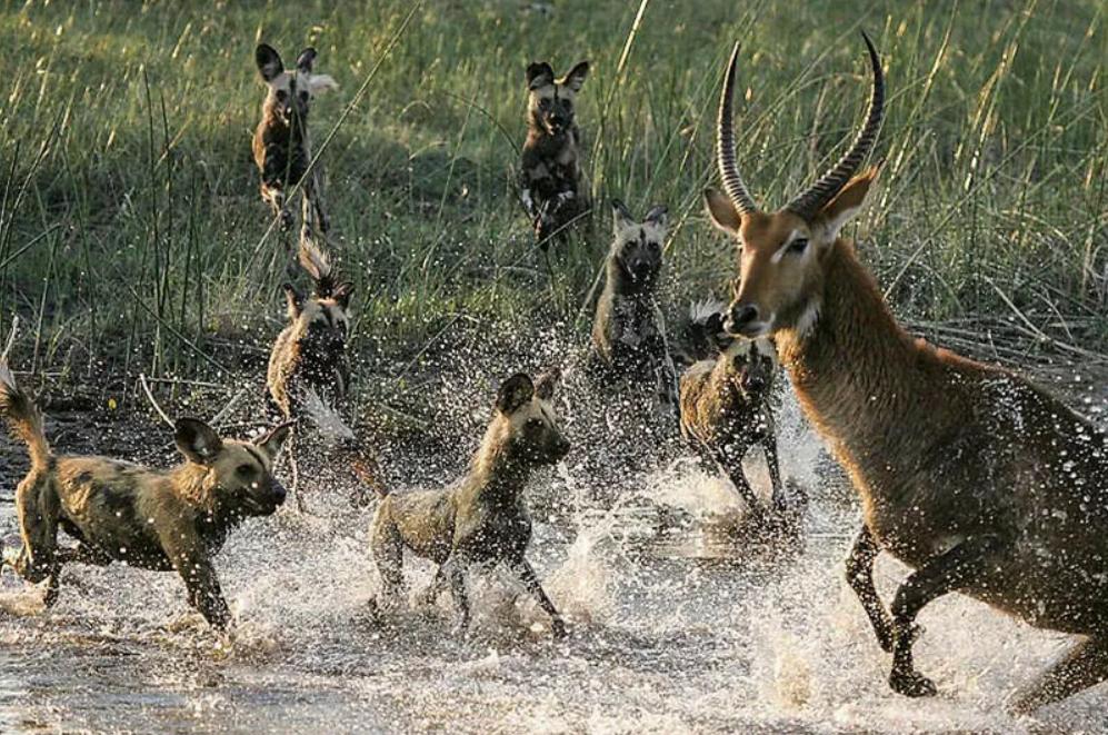进击的狗群：非洲野狗在三年内，干掉了五十多只狒狒