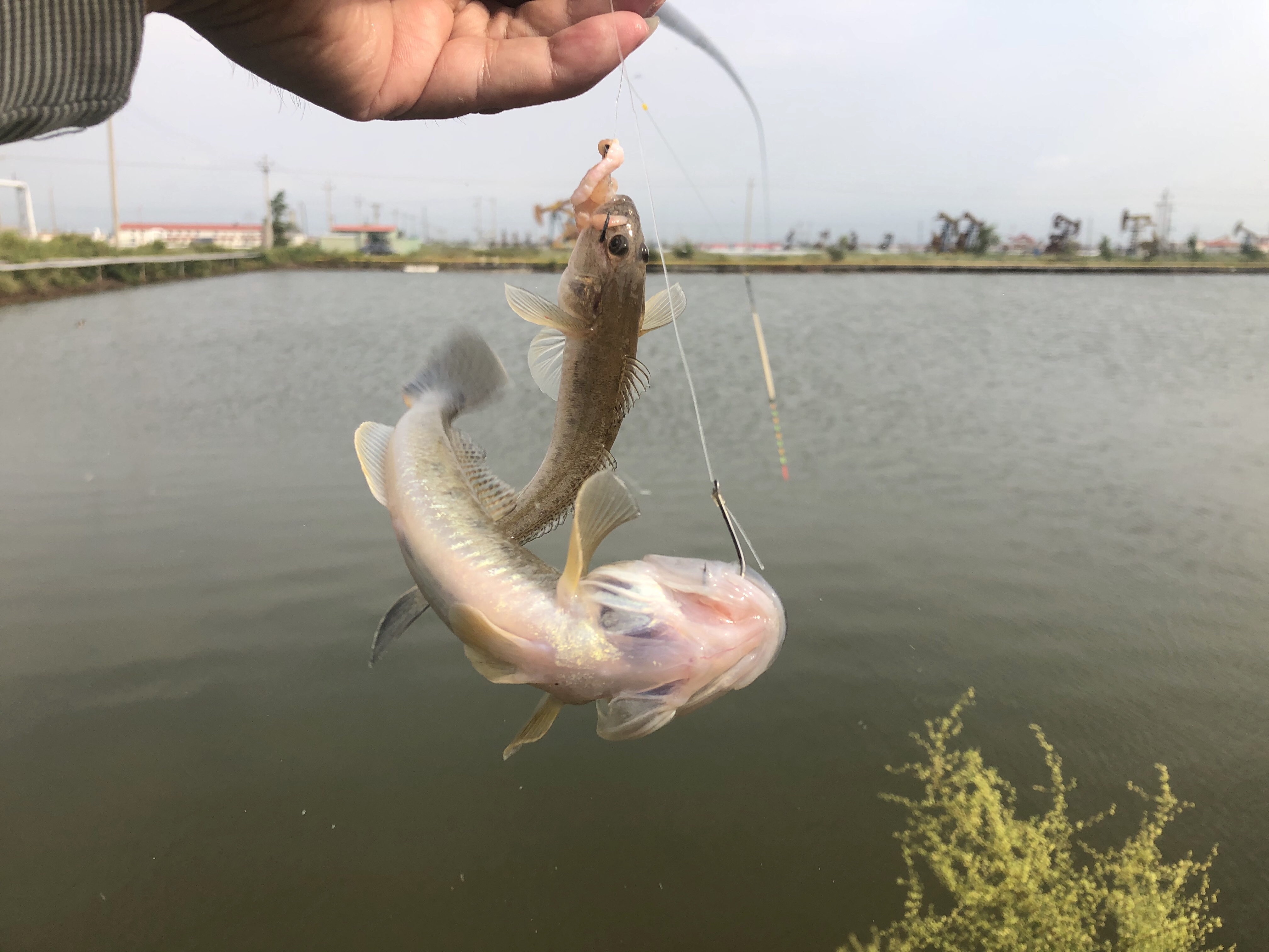 东北楞巴鱼怎么钓,楞巴鱼几月可以钓