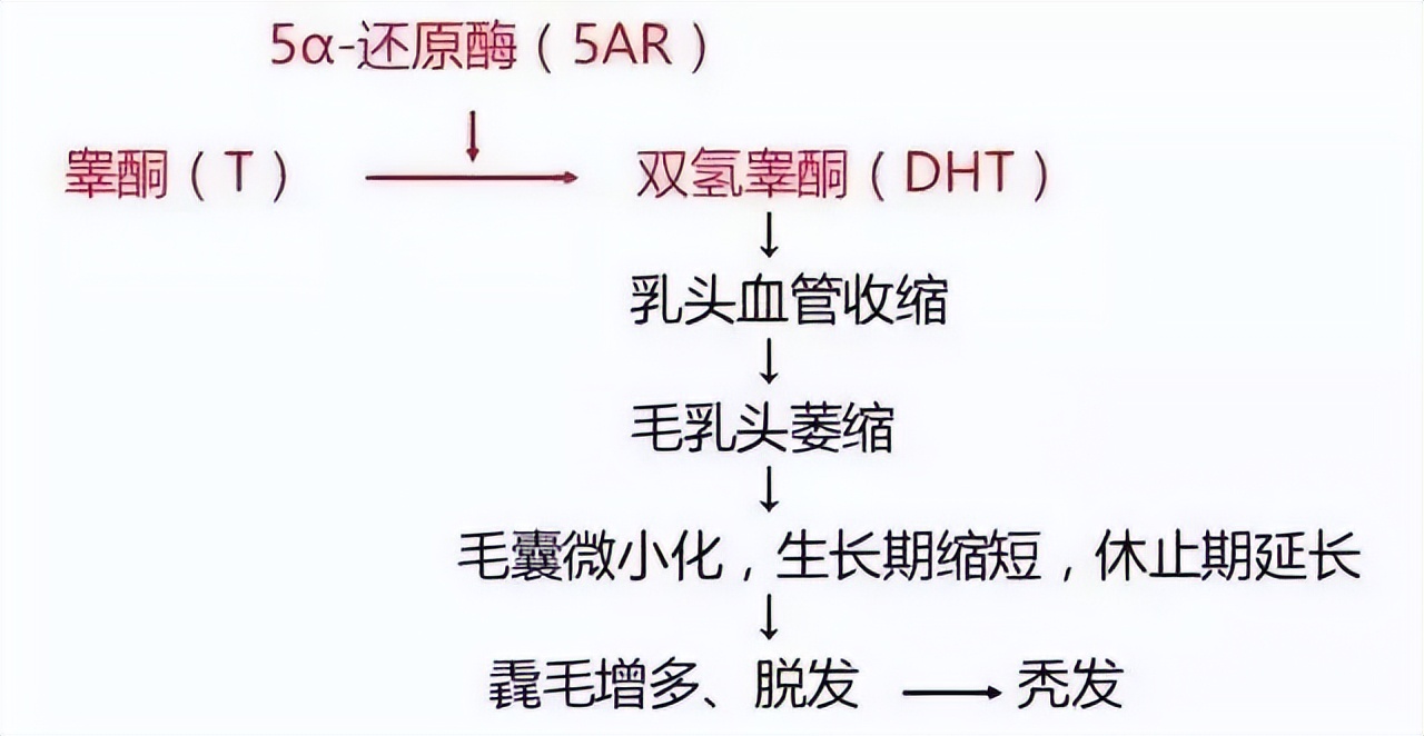 长出小绒毛意味着什么,长出毳毛就是脱发好转吗