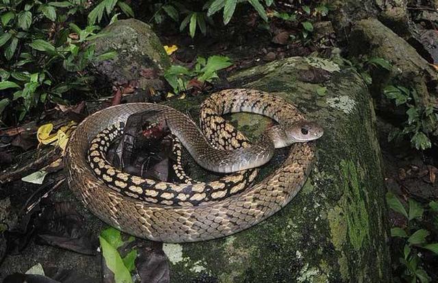 蛇最怕什么雄黄真的能驱蛇吗,蛇真的怕雄黄吗还是其他原因