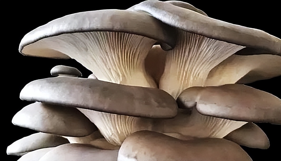 食用菌平菇,河北食用菌平菇栽培技术培训