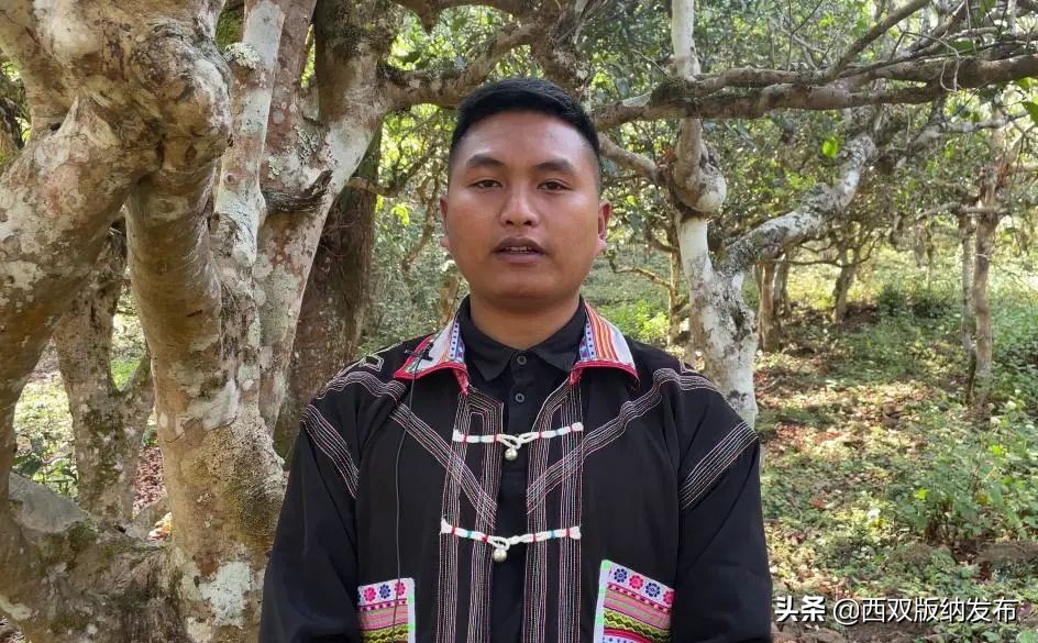 勐海贺开古茶,勐海贺开古茶资源开发有限公司