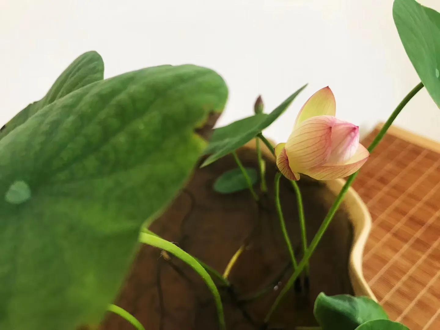 碗中种莲，年复一年花开花落到叶枯