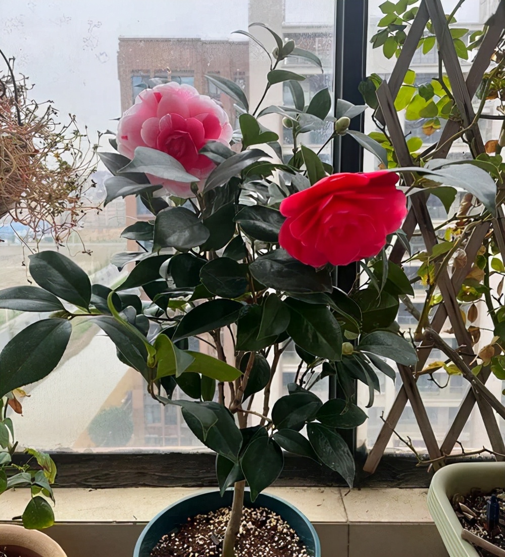 4种花适合新手养漂亮好养,20种坑人的花