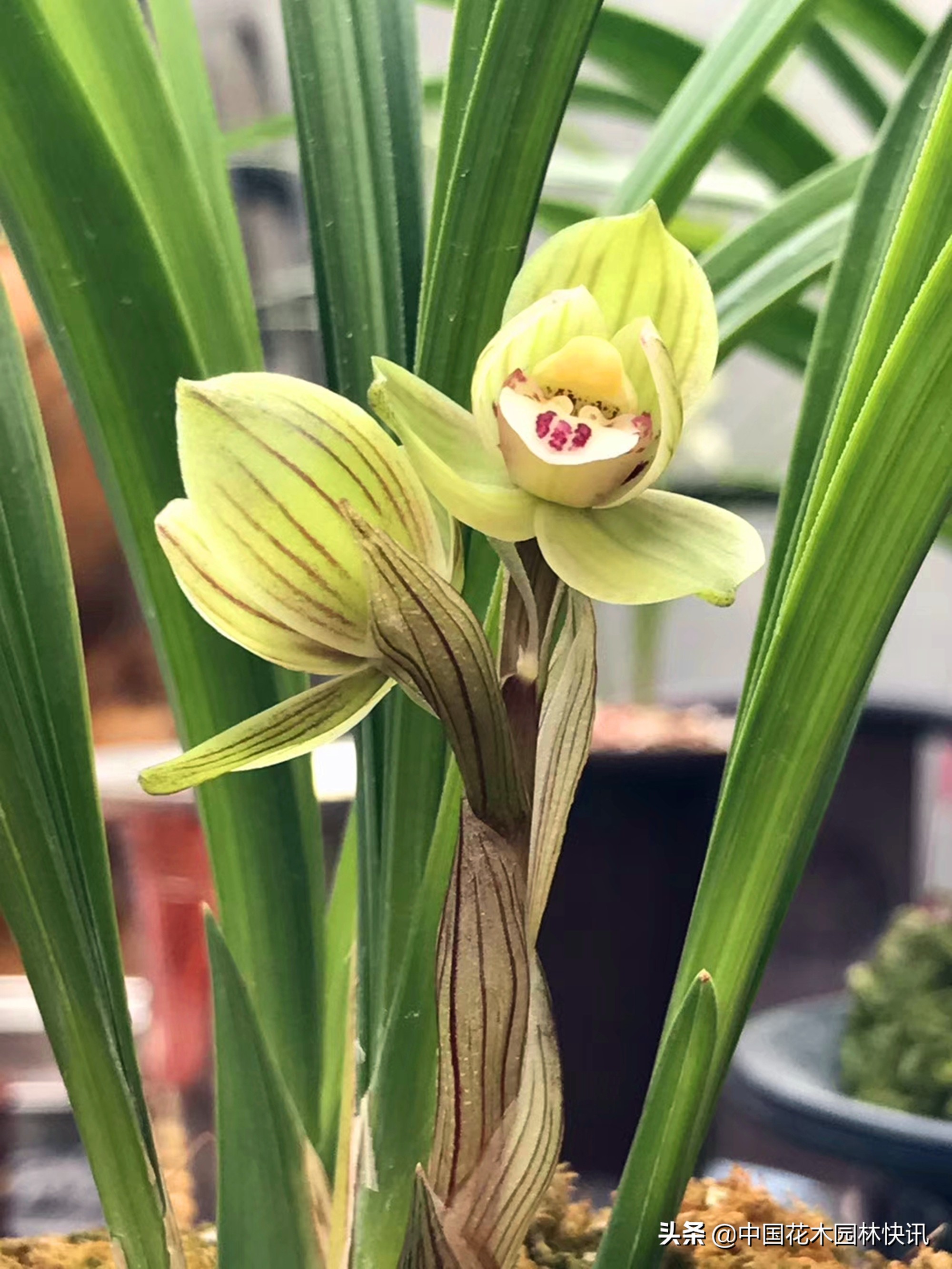 浜戝崡鍏拌姳浜т笟瑙勬ā,浜戝崡澶х悊鍏拌姳浜т笟瑙勬ā