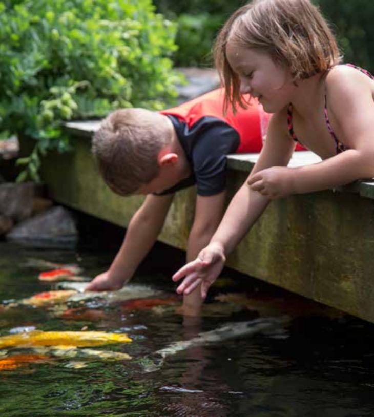 鱼池养锦鲤鱼的技巧和方法,新鱼池锦鲤鱼饲养方法