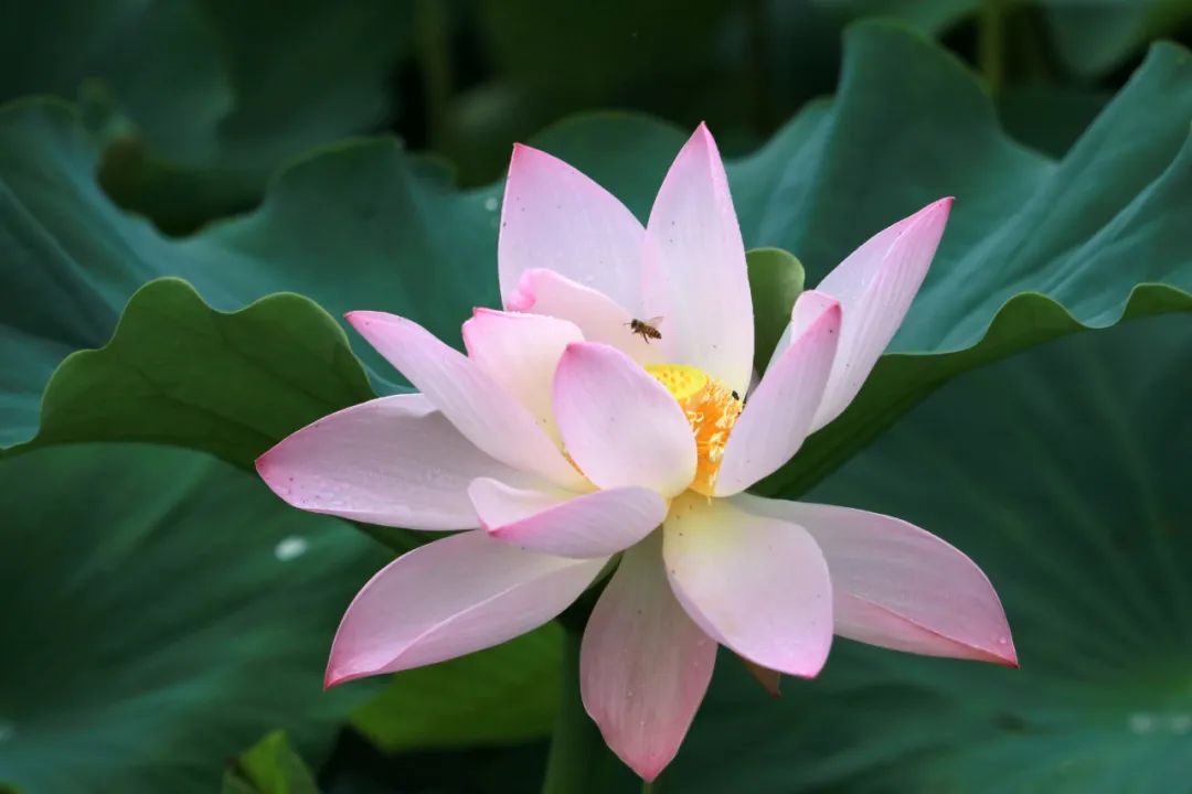 临沂夏日荷花盛开,临沂的荷花火了