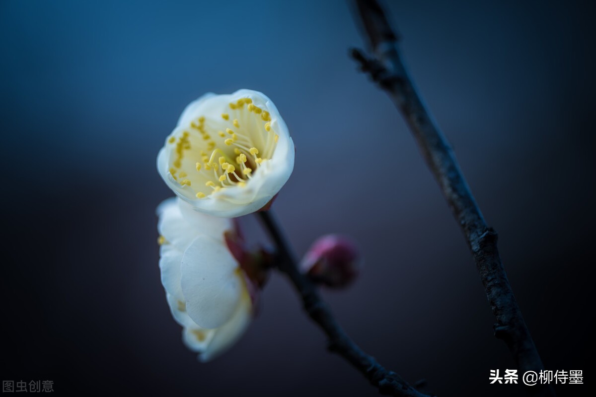 拍摄梅花多重曝光的技巧,拍摄梅花用什么镜头最好