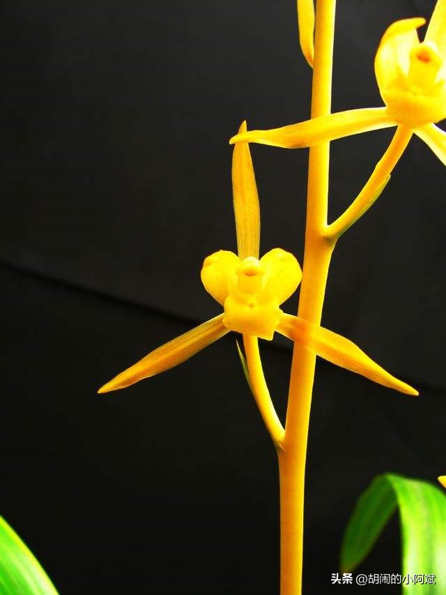 农民叫它“贵族兰花”，通体金黄，特别有眼缘，开出了王者的气势