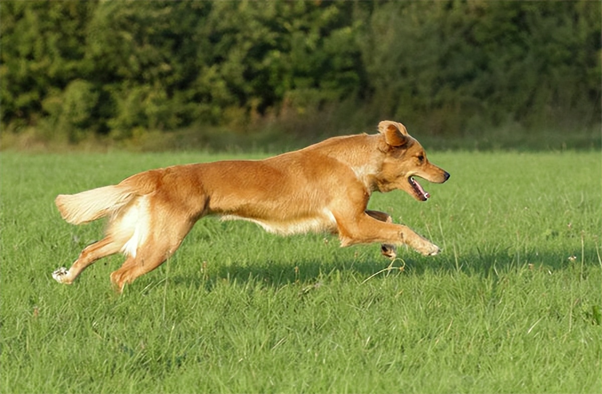狗狗有小毛病指南,狗狗有这几个坏毛病说明智商高