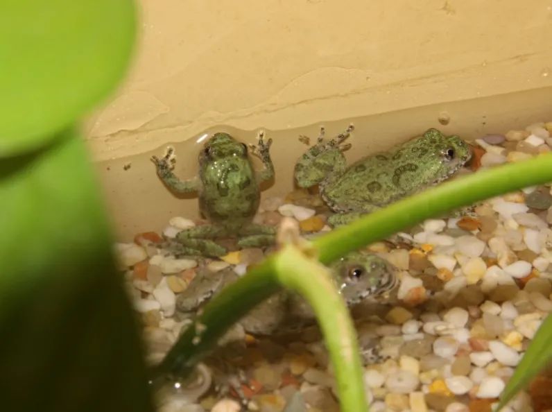 「原来欧洲有这么多种蛇？！」偷师卡塞尔的豢龙大师·下