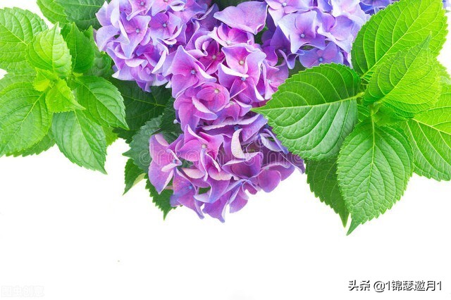 分享美图图片,紫罗兰花写实风图片