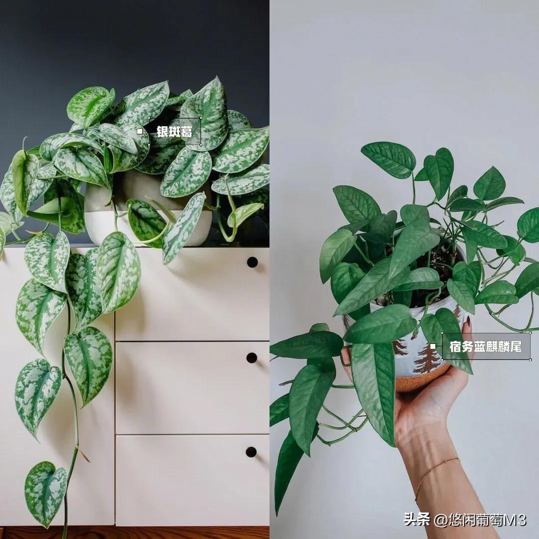 十大室内爬藤绿植,长得快的爬藤垂吊植物